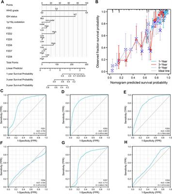 Identification of therapeutic targets and prognostic biomarkers among frizzled family genes in glioma